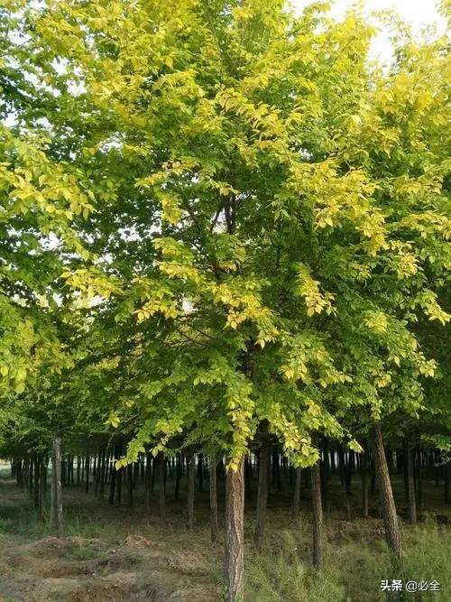 苦楝树市场前景广阔