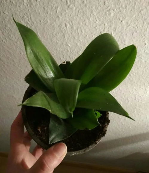 马蹄金常见虫害防治方法中，哪种生物农药对马蹄金虫害防治效果最好