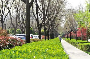 马路绿化带给人带丝清凉