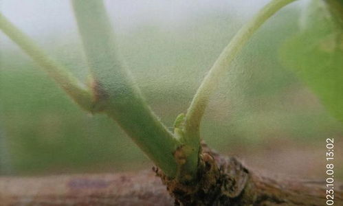 玫瑰花虫害防治的重要性