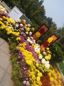 铜钱草：招财进宝， 好运连连