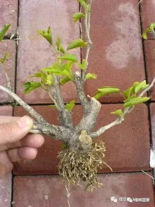 燕子掌：易照顾的多肉盆景