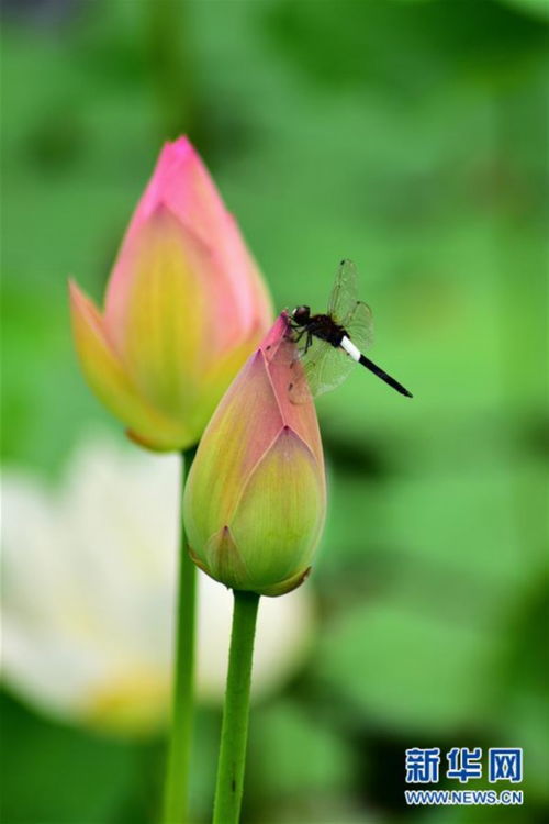 夏天移栽，风险彳艮大