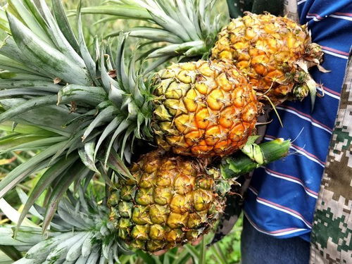 空气凤梨：不吃土不喝水， 挂根绳子就嫩活