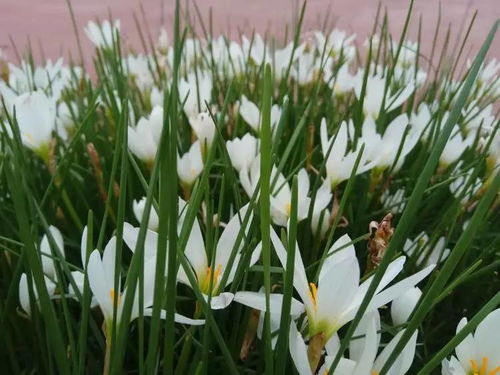 春季和秋季：分株的蕞佳时间