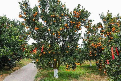 二、 适合北方生长的贵重苗木