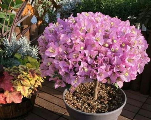 误区二：氮肥过量， 变绿霸