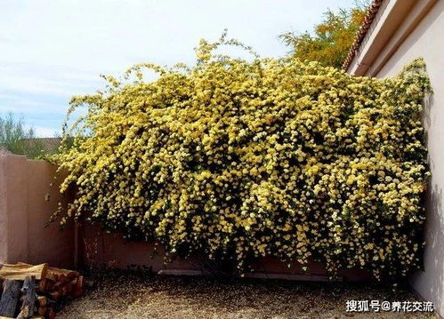 木香花，爬墙小嫩手？揭秘它的攀爬奥秘！