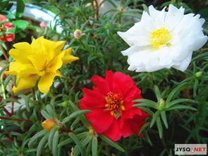 洛阳光照足、 气候温和，植物栽培广泛