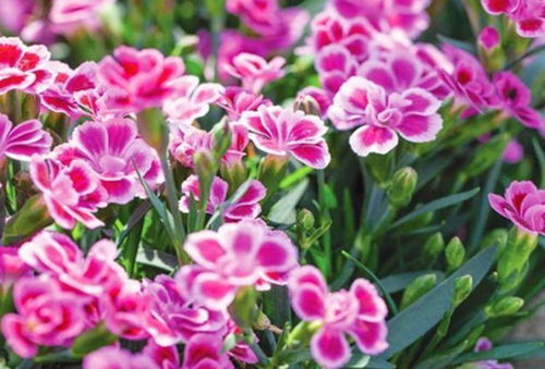 化学与香气的关联：复杂而神秘