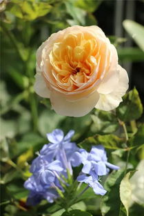 月季花的世界， 多彩缤纷的颜色盛宴