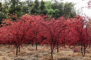如何提高苗木成活率？12招树木养护秘诀，具体操作方法揭秘！