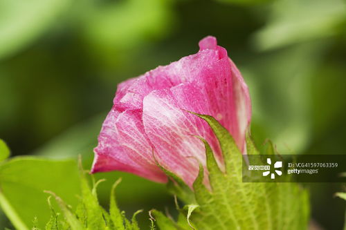 冬日里的花草守护者