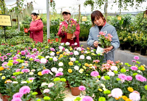 三、秋季花卉，香气扑鼻来