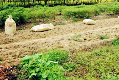沙土地种植指南：哪些农作物适合在贫瘠土地上赚钱？