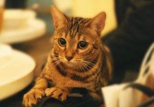 伊维菌素的使用