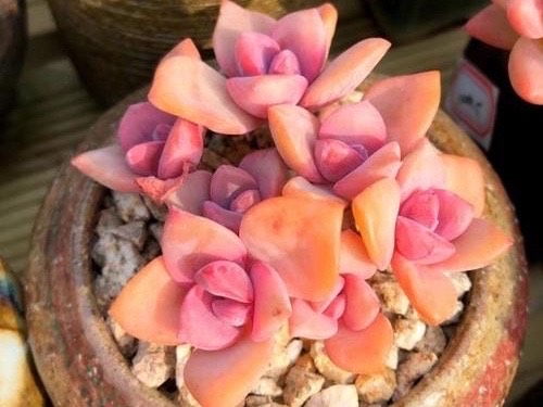 价格大揭秘，哪个梗贵？