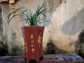 “兰花烂根，及时换盆通风