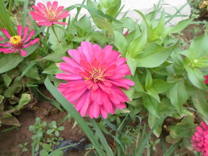 百日草：耐旱的小草