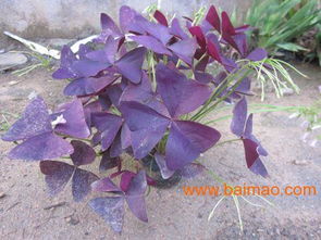 金银花、 菊花和玫瑰花的药用价值