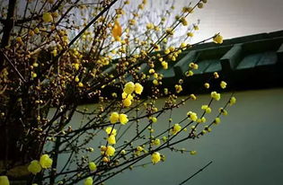 腊梅的生长小秘密