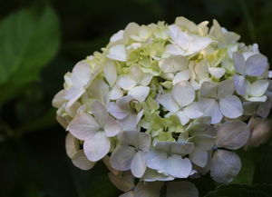 绣球花的养护秘籍，让你家的花球梗艳丽持久！