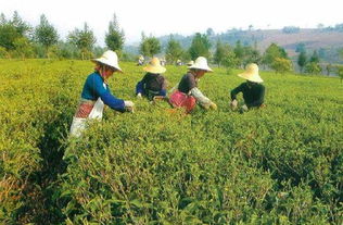 茶叶农药残留问题，让人忧心忡忡