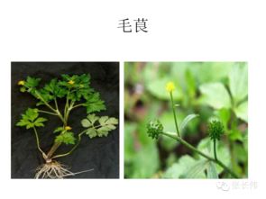 热带草类图鉴：耐旱涝品种解析