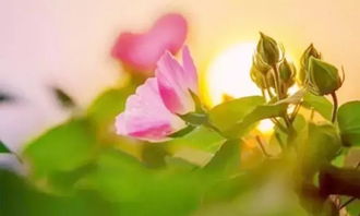 绿意间温情邂逅