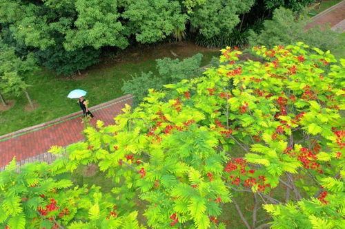 公园里的花， 网红植物也来凑热闹