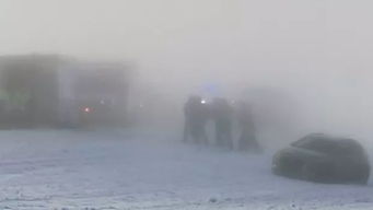 六月雪生长迅速，一年内可长至半米高