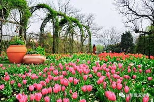 郁金香：绚丽的色彩， 春天的盛宴