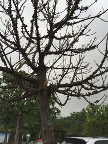 冬天的奇妙变色树