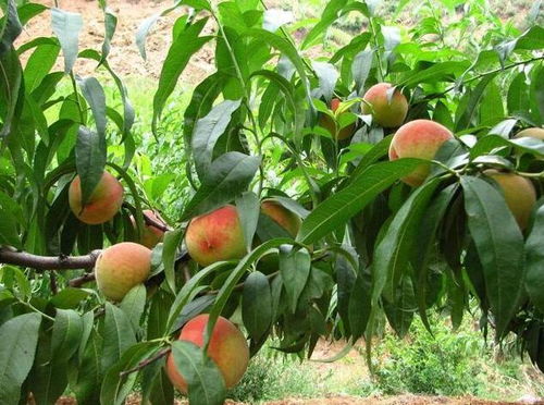 戊唑醇：新希望的曙光