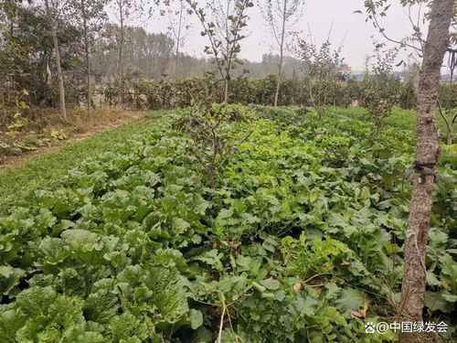 常用的生物农药， 平安又有效