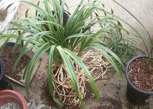 兰花换盆新植料如何消毒杀菌，使用前需要注意哪些事项