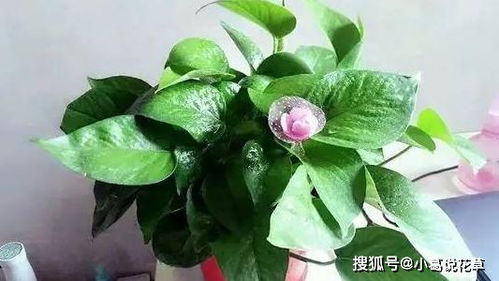 那些花儿， 开在石头缝里