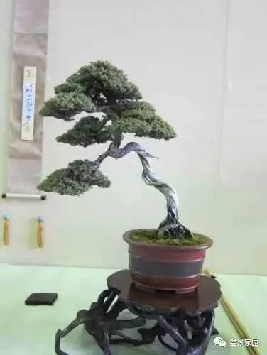挖桃树砧制作盆景，如何巧妙构思