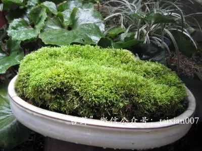 盆栽苔藓发黄，是土壤缺水还是施肥过多