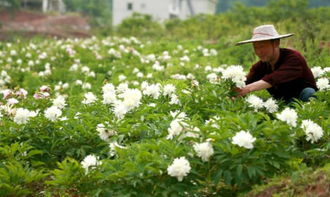 中药材种植，哪些农药不Neng使用？揭秘33种禁用农药