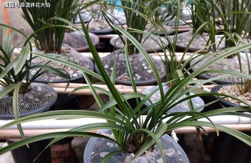 兰花淋雨对生长有影响吗？如何掌握正确的浇水方法