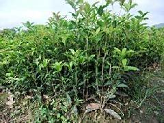 土壤、 温度、湿度，缺一不可