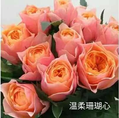 寒冷冬日里的花语——浪漫珊瑚心与浪漫呼呼塞拉的较量