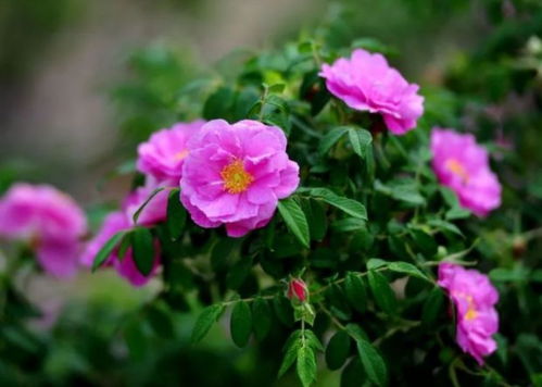 百花齐放， 各有千秋