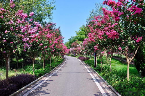 紫薇树的辨识与园林设计中的妙用