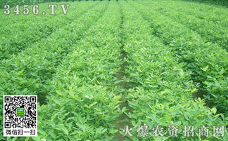 适量使用，事半功倍