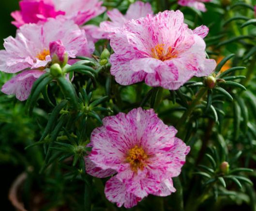 夏天养花必种清单