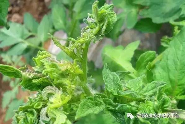 西红柿病害图谱大全，高清图解