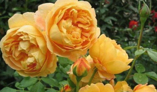 月季大花微月：柠檬黄香， 单花花期长