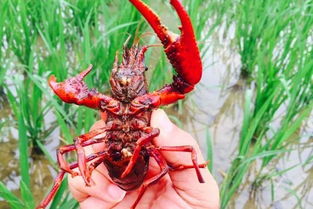 稻虾田里的秘密：多效唑与小龙虾的故事